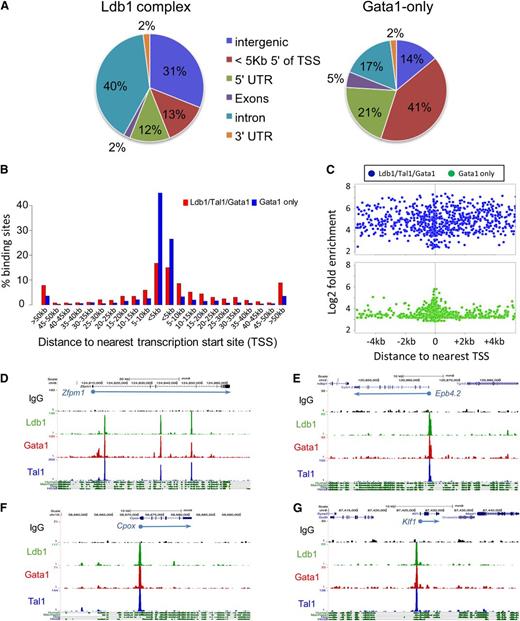 Figure 2. Location of Ldb1 complex binding sites. (A) Genomic distribution of (left) Ldb1 complex binding sites or (right) non-Ldb1/Tal1-associated (Gata1 only) binding sites. (B) Location of all Ldb1 complex binding sites and Gata1-only binding sites relative to the nearest gene. Bar heights indicate percentage of all Ldb1 complex binding sites (red) or non-Ldb1/Tal1 associated Gata1-only binding sites (blue) that map to the indicated distance from a known gene. (C) Distribution of all Ldb1 complex binding sites (blue) and all Gata1-only binding sites (green) located within 4 kb of a TSS. y-axis shows Log2 fold enrichment of ChIP-Seq tag number/input tag number. (D-G) UCSC Genome Browser shots showing Ldb1, Tal1, and Gata1 binding sites at (D) Zfpm1 (Fog1), (E) Epb4.2, (F) Cpox, and (G) Klf1. y-axis shows number of sequence reads. Mammalian conservation tracks are shown at the bottom.