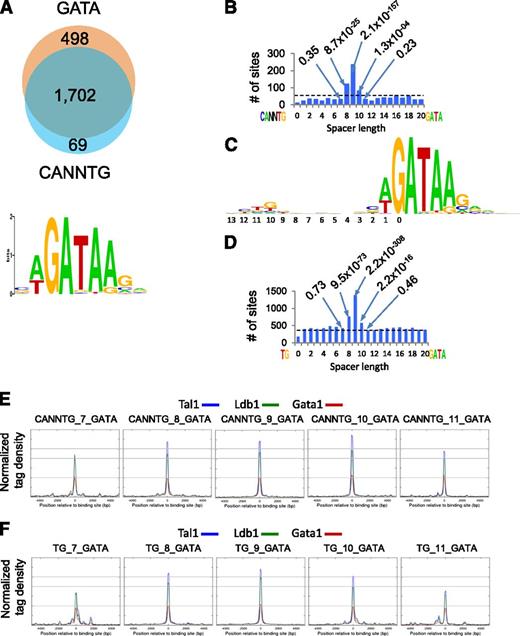 Figure 4. Sequence analysis of Ldb1 complex–bound DNA fragments. (A) (Upper) Number of Ldb1 complex–bound fragments with GATA and/or E-box (CANNTG) motifs. (Lower) Consensus GATA motif within Ldb1 complex–bound DNA fragments discovered by MEME de novo motif search. (B) Number of Ldb1 complex binding sites that contain paired CANNTG/GATA motifs separated by 0-20 bp. Dotted line represents the expected number of peaks (binding sites) in randomly selected sites. Numbers in the plot represent P values of bars denoting fragments with the indicated number of base pairs separating the CANNTG and GATA motifs. (C) Consensus logo generated from the top 1000 Ldb1 complex binding sites. (D) Number of Ldb1 complex binding sites that contain paired TG/GATA motifs separated by 0-20 bp. Dotted line represents the expected number of peaks (binding sites) in randomly selected sites. Numbers in the plot represent P values of bars denoting fragments with the indicated number of base pairs separating the TG and GATA motifs. (E) Average Ldb1, Tal1, and Gata1 ChIP-Seq tag numbers for Ldb1 complexes bound to sites containing CANNTG from 7-11 bp 5-prime of a GATA. (F) Average Ldb1, Tal1, and Gata1 ChIP-Seq tag numbers for Ldb1 complexes bound to sites containing TG from 7-11 bp 5-prime of a GATA.