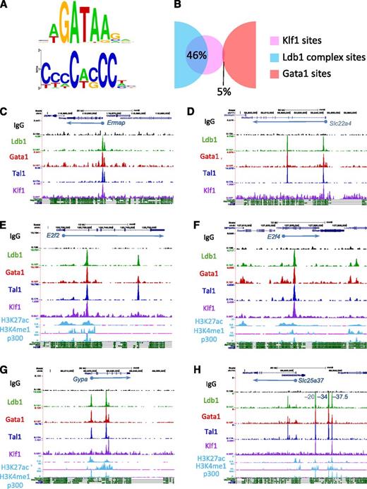 Figure 5. Ldb1 complexes bind at sites near those for Klf1. (A) GATA and CACC consensus motifs identified within Ldb1 complex–bound DNA fragments by MEME de novo motif search. (B) Overlap of the Klf1 binding sites from Tallack et al6 with Ldb1 complex (Ldb1/Tal1/Gata1) binding sites or with non-Ldb1/Tal1-associated Gata1-only binding sites. (C-H) UCSC Genome browser shots showing colocalized Ldb1, Tal1, Gata1, and Klf1 binding sites at (C) Ermap, (D) Slc22a4, (E) E2f2, (F) E2f4, (G) Gypa, and (H) Slc25a37 (positions of known cis-regulatory elements are indicated). Numbers on y-axis are number of sequence reads. Tracks for H3K27ac, H3K4me1, and p300 in MEL cells and mammalian conservation tracks are shown at the bottom.