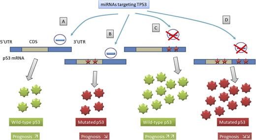 Single nucleotide variations target the TP53 3′UTR and the CDS in DLBCL. Acquired somatic mutations (⋆) frequently target both the CDS and the 3′UTR of TP53 with a potential cooperative effect. Expression of TP53 is repressed by some miRNAs, including miR-125b, after binding to target sites located at 3′UTR of the mRNA. In the absence of 3′UTR mutations, wild-type (A) or mutated p53 protein (B) level remain under miRNA repression activity. In the case of mutations disrupting miRNA binding sites that reduce the efficiency of miRNA suppression, wild-type (C) or mutated (D) p53 protein expression is increased with potentially opposite prognostic effects.
