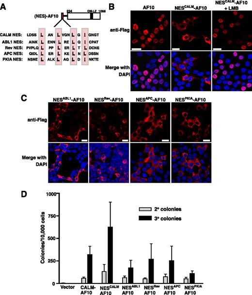 Figure 3. Fusion of conserved NES protein motifs to AF10 confers cytoplasmic localization and in vitro immortalization potential. (A) Alignment of the CALM NES (aa 540-557) and the NES motifs from heterologous proteins, ABL1 (aa 1086-1103), Rev (aa 70-87), APC (aa 63-79), and PKIA (aa 33-50), fused in-frame with AF10 (at aa 234). Key hydrophobic residues within each NES are highlighted. (B) Confocal IF analysis of HEK293 cells transfected with Flag-tagged AF10 (aa 234-1068) or the NESCALM-AF10 fusion in the absence (middle) or presence (right) of LMB (10 nM, 1 h). (C) Confocal IF of HEK293 cells transfected with the heterologous NES-AF10 fusions. Cell nuclei were stained with DAPI (blue). Bars represent 20 μm. (D) Colony-forming assay of the NES-AF10 constructs. Bars represent the number of colonies generated per 10 000 cells seeded in second and third round cultures. The mean ± SEM are shown from duplicate samples analyzed in 3 (NESABL1-AF10), 4 (NESCALM-AF10, NESPKIA-AF10, NESAPC-AF10, NESRev-AF10), or 5 (Vector and CALM-AF10) independent experiments.