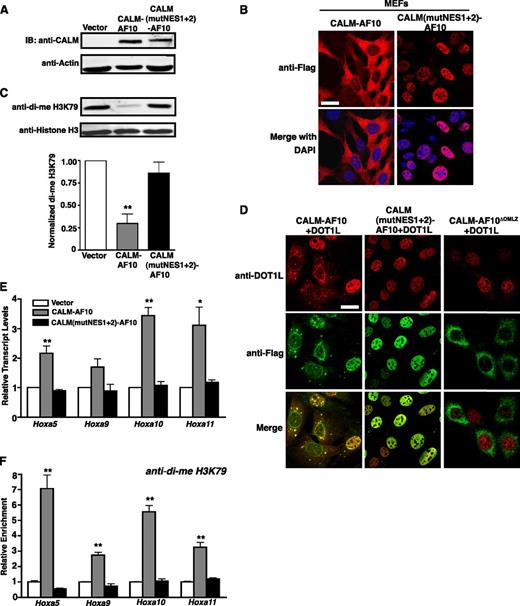 Figure 4. The CALM NES is necessary for aberrant H3K79 methylation and elevated Hoxa cluster expression. (A-B) Western blot (A) and confocal IF (B) of MEFs stably infected with empty vector, CALM-AF10, and CALM(mutNES1+2)-AF10. Data are representative of one set of MEFs (out of 3) stably infected with the respective constructs. (C) Representative western blot of di-me H3K79 and histone H3 levels in stably infected MEFs. Quantification data (bottom) represent the mean ± SEM of di-me H3K79 values normalized to actin from separately generated MEF lines for each construct (n = 3). Statistical analysis was performed by one-way ANOVA followed by Dunnett’s multiple comparison test using empty vector-transduced MEFs as the control; **P < .01 (D) Confocal IF of MEFs coexpressing DOT1L (red) and Flag-tagged CALM-AF10 (green, left), CALM(NESmut1+2)-AF10 (green, middle), or CALM-AF10ΔOMLZ (green, right). Bar represents 20 μm. (E) Hoxa transcript levels were measured by real-time reverse transcription-PCR and normalized to housekeeping genes GAPDH and β2M and then to empty vector-infected MEFs by the ΔΔCt method. (F) Chromatin immunoprecipitation analysis of di-me H3K79 in the promoter regions of the Hoxa cluster genes. Hoxa amplification was measured by real-time PCR as a percent of input and then normalized to the vector control. For panels E-F, results are shown as mean ± SEM from separately generated MEF lines for each construct (n = 3). White bars represent empty vector, gray bars are CALM-AF10, and black bars are CALM(mutNES1+2)-AF10. Statistical analyses were performed using one-way ANOVA for each Hoxa gene followed by Dunnett’s multiple comparison test. Only CALM-AF10 was found to be significantly different from the vector control: **P < .01, *P < .05.