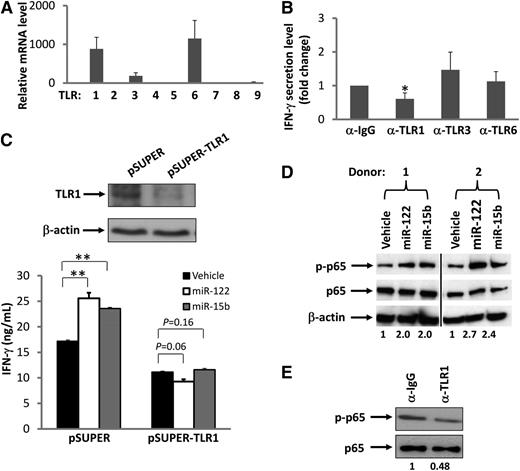 Figure 5. Interaction of TLRs and miRNAs. (A) Real-time RT-PCR was used to determine the level of TLR mRNA expressed in highly purified human NK cells. The mRNA level of TLR5 was found to be lowest and was normalized to 1. The mRNA level of other TLRs was presented as relative to that of TLR5. Data are shown as the average of 3 donors. (B) Purified human NK cells were preincubated for 1.5 hours with a nonspecific IgG or anti-TLR1, anti-TLR3, or anti-TLR6–blocking antibody (α). Cells were then stimulated with miR-122 as described in Figure 1A in the presence of the blocking antibody, and supernatants were harvested to measure IFN-γ protein via ELISA. The concentration of IFN-γ in the purified NK cells incubated with IgG and miR-122 was arbitrarily set at 1. Data were averaged from 3 donors. *P < .05 and error bars represent standard deviation (SD). (C) NK-92 cells were infected with pSUPER-TLR1-GFP retroviruses, and stably transfected cells were sorted based on GFP expression. Both the vector-transduced cells (pSUPER) and the TLR1 knockdown cells (pSUPER-TLR1, confirmed by immunoblotting; upper panel) were stimulated with miR-122 or miR-15b as described in Figure 1A, and cell-free supernatants were collected to assess IFN-γ secretion via ELISA (lower panel). **P < .01 and error bars represent SD. (D) Purified human NK cells were stimulated with miR-122 or miR-15b as described in Figure 1A and subsequently subjected to immunoblotting using p65 and phospho-p65 (p-p65) Abs. β-actin immunoblotting was included to demonstrate equal loading of total protein. Data shown represent 2 of 4 donors with similar results. Numbers beneath each lane represent quantification of p-p65 by densitometry, normalized by p65. (E) The experiment was performed as in D except that anti-TLR1 blocking mAb or its control IgG was included in the culture in the presence of miR-122. Data shown represent 1 of 3 donors with similar results. Numbers beneath each lane represent quantification of p-p65 by densitometry, normalized by p65.