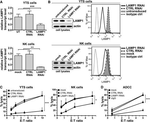 Figure 1. Disruption of LAMP1 expression inhibits cytotoxic activity of NK cells. (A) YTS (top) or ex vivo isolated NK cells (bottom) were untransduced (UT; YTS cells), mock-transduced (mock; NK cells), or transduced with control (CTRL) or LAMP1 RNAi. Levels of LAMP1 transcripts in the indicated cells were analyzed by real-time PCR; relative expression of LAMP1, normalized to actin, is shown. Data are represented as mean + standard deviation (SD) from 6 (YTS) or 3 (NK) analyses. **P < .01; ***P < .001; one-way analysis of variance (ANOVA). (B) Protein level of LAMP1 in the indicated cells was analyzed by western blot (left; actin was used as a loading control) and by flow cytometry (right). (C) Cytotoxic activity of YTS and NK cells, untransduced, mock-transduced, or transduced with CTRL or LAMP1 RNAi. The percentages of 721.221 target-cell lysis for different effector-to-target (E:T) ratios are shown as mean values + SD determined from at least 5 experiments. *P < .05; ***P < .001; 2-way ANOVA. (D) Ab-dependent cell-mediated cytotoxicity. Ex vivo isolated NK cells, either mock-transduced or transduced with CTRL or LAMP1 RNAi, were incubated with SK-OV3 target cells, in the presence of either human IgG (negative control) or anti-HER2 Ab. The percentage of target-cell lysis was determined from 3 experiments with different donors and is shown as means + SD. ***P < .001; 2-way ANOVA.