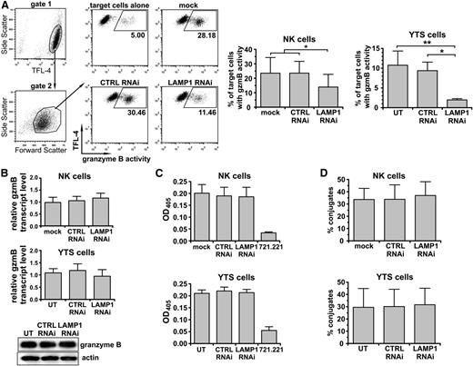 Figure 2. Delivery of granzyme B to target cells, but not cell-cell conjugation, is impaired in LAMP1 RNAi cells. YTS or ex vivo isolated NK cells were untransduced (UT; YTS cells), mock-transduced (mock; NK cells), or transduced with control (CTRL) or LAMP1 RNAi. (A) Delivery of granzyme B to target cells. The 721.221 target cells were labeled with TFL-4 and a fluorogenic substrate of granzyme B and then mixed with NK cells for 30 minutes at 37°C. The increase of substrate fluorescence in TFL-4–positive target cells, indicating the activity of granzyme B, was monitored by flow cytometry. The dot plots show gating strategies used and illustrate an example of the results for primary NK cells. Graphs (right) show mean values + SD determined from 5 (NK) or 3 (YTS) experiments. *P < .05; **P < .01; 1-way ANOVA. (B) Levels of granzyme B. Granzyme B transcript levels for YTS and primary NK cells were analyzed by real-time PCR. Relative expression of granzyme B, normalized to actin, is shown as mean + SD from 3 (NK) or 6 (YTS) experiments. Granzyme B protein level in YTS cells was visualized by western blotting; actin was used as a loading control. (C) Granzyme B activity. YTS or primary NK cells were lysed, and the proteolytic activity of granzyme B in total cell lysates was determined by measuring the hydrolysis of the peptide substrate. The graphs show mean values + SD from 5 (NK) or 3 (YTS) experiments. Granzyme B–negative 721.221 cells served as a control. (D) Cell conjugation. YTS or primary NK cells were stained with 5-chloromethylfluorescein diacetate (CMFDA) and mixed with TFL-4–labeled 721.221 target cells for 30 minutes at 37°C. Cells were then fixed and analyzed using flow cytometry. Conjugates of NK and target cells were determined by measuring the percentage of CMFDA+TFL-4+ double-positive cells from the total pool of live CMFDA+ cells. The mean values + SD were determined from 4 experiments.