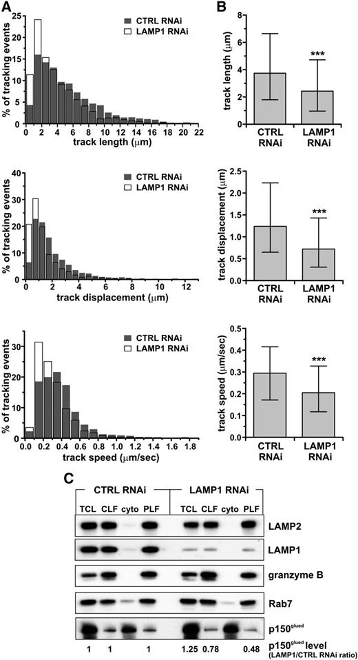 Figure 4. Impairment of lytic granule movement caused by LAMP1 deficiency. YTS cells, stably transduced with control (CTRL) or LAMP1 RNAi, were labeled with LysoTracker Red. The cells were visualized using spinning disk confocal microscopy, and the movement of LysoTracker-labeled vesicles was recorded in 3 dimensions (x-y-z plane) for 180 seconds. The characteristics of vesicle trajectories were derived from analysis of 10 (LAMP1 RNAi) or 11 (CTRL RNAi) cells in 3 experiments. (A) Histograms of frequency distributions of the length (top), displacement (the distance in straight line between the beginning and end of the track; middle), and mean velocity (bottom) of granule trajectories in CTRL and LAMP1 RNAi cells. (B) Graphs show the median values and interquartile range of the length, displacement, and velocity of granules from CTRL and LAMP1 RNAi cells. ***P < .001; Mann-Whitney U test. Granules in LAMP1 RNAi cells formed shorter tracks, with the majority (75%) in the range of 0.96 to 4.7 μm, whereas in CTRL RNAi cells the majority of tracks were in the range of 1.8 to 6.6 μm. The median track length in LAMP1 RNAi cells was 2.43 μm, and 3.74 μm in CTRL RNAi cells. The track displacement was also decreased in LAMP1 RNAi cells: 0.3 to 1.4 μm vs 0.65 to 2.2 μm in CTRL RNAi cells; the median displacement value was 0.72 μm and 1.24 μm in LAMP1 and CTRL RNAi cells, respectively. The majority of vesicles in LAMP1 RNAi cells moved at 0.12 to 0.33 μm/s, whereas in CTRL RNAi cells they moved in the range of 0.17 to 0.42 μm/s (in agreement with Mentlik et al28); the median speed was 0.2 μm/s in LAMP1 RNAi cells, compared with 0.29 μm/s in CTRL RNAi cells. (C) LAMP1 is required for proper recruitment of p150glued/dynactin to lytic granules. YTS cells, transduced with either CTRL or LAMP1 RNAi, were homogenized, and their lytic granules were purified on a 10% to 40% discontinuous gradient of iodoxanol. The presence of proteins in the total cell lysate (TCL), CLF, cytoplasmic fraction (cyto), and purified lysosomal fraction (PLF) was assessed by immunoblotting with the Ab’s specific for the indicated proteins; granzyme B and LAMP2 were used as loading controls. The result is representative of 2 separate experiments. The changes in p150glued levels, normalized to LAMP2 levels, were calculated as the ratio between p150glued band intensity from LAMP1 and CTRL RNAi cells in the appropriate samples (eg, p150glued band intensity from LAMP1 RNAi cell PLF sample divided by the band intensity from CTRL RNAi cell PLF sample).