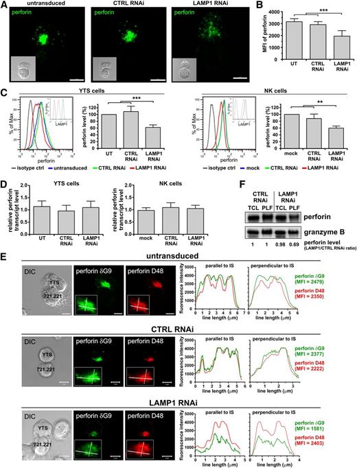 Figure 5. Disruption of LAMP1 expression results in decreased association of perforin with lytic granules. YTS or ex vivo isolated NK cells were untransduced (UT; YTS cells), mock-transduced (mock; NK cells), or transduced with control (CTRL) or LAMP1 RNAi. (A) Visualization of perforin in cells. YTS cells were mixed with 721.221 target cells for 30 minutes at 37°C. The cells were fixed and stained with anti-perforin δG9 Ab. Multiple optical sections were acquired every 0.3 μm in order to visualize all the perforin in the cell. The images show two-dimensional reconstruction of overlaid optical sections of the indicated transduced YTS cells interacting with the target cells. Inserts show differential interference contrast (DIC) images of the conjugated cells (YTS cell is depicted above the target cell). Scale bars represent 5 μm. (B) The summary of perforin fluorescence intensity quantification. Perforin in YTS cells was visualized by staining with anti-perforin δG9 Ab. The intensity of main perforin cluster (as defined in the supplemental Methods and supplemental Figure 3) was measured and plotted as mean + SD. The data were determined in 2 experiments by analyzing the following cell numbers: UT, n = 21; CTRL RNAi, n = 12; LAMP1 RNAi, n = 25 cells. (C) Intracellular levels of perforin. YTS or NK cells were fixed, permeabilized, stained with anti-perforin δG9 Ab and analyzed using flow cytometry. Representative histograms of perforin staining by flow cytometry (left; inserts show the protein level of LAMP1), whereas the graphs (right) summarize mean values + SD of the median perforin fluorescence from 4 (NK) or 7 (YTS) experiments. The perforin level in mock-transduced or untransduced cells was regarded as 100%, and the changes in perforin level in relation to the mock-transduced or untransduced cells are indicated for CTRL and LAMP1 RNAi cells. Asterisks in (B) and (C) indicate statistical significance: **P < .01; ***P < .001; 1-way ANOVA. (D) Perforin mRNA levels. Transcripts of perforin in the indicated cells were measured by real-time PCR; relative expression of perforin, normalized to actin, is shown. Data are represented as mean values + SD from 4 or 7 experiments, using NK and YTS cells, respectively. (E) Decreased levels of lysosomal perforin in cells with LAMP1 knockdown. The indicated YTS cells were mixed with 721.221 cells for 30 minutes at 37°C. The cells were fixed, stained with anti-perforin D48 Ab followed by DyLight 549–conjugated isotype specific anti-mouse Ab (red), and then stained with Alexa Fluor 488–conjugated anti-perforin δG9 Ab (green). The inserts show close-ups of perforin polarized to the cell-cell contact area. The plots (right) show profiles of the fluorescence intensity of anti-perforin staining using δG9 or D48 Ab, measured along the lines drawn across the widest area parallel or perpendicular to the cell-cell contact site and indicated in the inserts of the images. Scale bars represent 5 μm. (F) Perforin level in TCL or PLF from YTS cells transduced with CTRL or LAMP1 RNAi was analyzed by western blot (using anti-perforin Pf-344 Ab). Anti–granzyme B immunoblotting was used as a loading control. The result is demonstrative of 3 experiments. The changes in perforin levels, normalized to granzyme B levels, were calculated as the ratio between perforin band intensity from LAMP1 and CTRL RNAi cells in the appropriate sample, as described in Figure 4C.