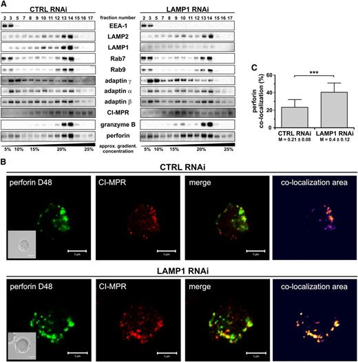 Figure 6. LAMP1 is required for efficient delivery of perforin, but not granzyme B, to lytic granules. (A) YTS cells, transduced with CTRL or LAMP1 RNAi, were homogenized and fractionated on a continuous 0% to 30% gradient of iodoxanol. The presence of the indicated proteins in the gradient fractions was assessed by immunoblotting; only relevant fractions are shown. The data are representative of 3 experiments. EEA-1 was used as a marker of early endosomes; Rab9, late endosomes; Rab7, late endosomes/lysosomes; and LAMP2, lysosomes. Adaptin γ and MPR were used as markers of TGN-derived transport vesicles. (B) YTS cells were fixed, stained with anti–CI-MPR Ab followed by DyLight 649–conjugated anti-mouse Ab (red), and then stained with Alexa Fluor 488–conjugated anti-perforin D48 Ab (green). The area of colocalization between the 2 fluorophores is shown as a heat map image. Scale bars represent 5 μm. Inserts show DIC images. (C) The percentage of colocalization between perforin (D48-reactive) and CI-MPR. The data were determined by analysis of 34 to 35 cells, as described in (B), and are shown as mean values + SD from 2 experiments. The numbers below the graph are Manders overlap coefficients ± SD. ***P < .001; Mann-Whitney U test.