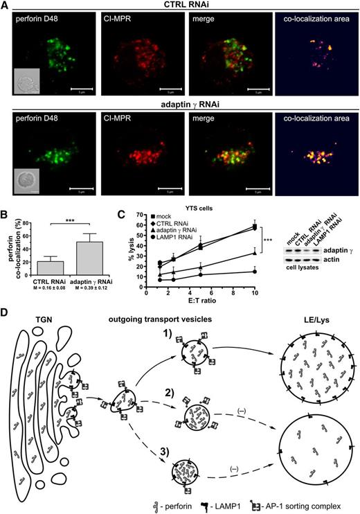 Figure 7. Silencing of adaptin γ causes retention of perforin in transport vesicles and blocks cytotoxicity. (A) YTS cells, transduced with CTRL or adaptin γ RNAi, were fixed, stained with anti–CI-MPR Ab followed by AlexaFluor 568–conjugated anti-mouse Ab (red), and then stained with Alexa Fluor 488–conjugated anti-perforin D48 Ab (green). The area of colocalization between the 2 fluorophores is shown as a heat map image. Scale bars represent 5 μm. Inserts show DIC images. (B) The percentage of colocalization between perforin (D48-reactive) and CI-MPR. The data were determined by analysis of 20 (CTRL RNAi) or 39 (adaptin γ RNAi) cells and are represented as mean values + SD from 2 experiments. The numbers below the graph show Manders overlap coefficients ± SD. ***P < .001; Mann-Whitney U test. (C) Cytotoxic activity of YTS cells, mock-transduced or transduced with CTRL, adaptin γ, or LAMP1 RNAi. The graph shows the percentage of 721.221 target-cell lysis at different E:T ratios and illustrates mean values + SD from 3 independent experiments. The image (right) shows the result of immunoblotting with anti–adaptin γ or anti-actin (loading control) Ab’s in the indicated cells. (D) A model of LAMP1 function. The proteins destined for the lysosomes, such as perforin, leave the TGN in the outgoing transport vesicles and reach their destination due to the action of AP sorting complexes. In normal conditions (1), the AP-1 sorting complex recognizes and binds LAMP1 on the surface of the outgoing vesicles, allowing for transport of the LAMP1-positive, perforin-containing vesicles to the late endosomal/lysosomal (LE/Lys) compartment. Therefore, disrupting the interaction between LAMP1 and AP-1 would negatively affect perforin trafficking to the lysosomes. Silencing of LAMP1 (2), for example, would remove the AP-1 binding partner from the surface of the transport vesicles, preventing binding of AP-1 and causing retention of perforin in those vesicles. Consequently, less perforin would reach the lysosomes/lytic granules. Similarly, silencing of adaptin γ (and subsequent disruption of AP-1 expression) (3) would inhibit vesicle sorting, leading to the accumulation of the perforin-containing transport vesicles and decreased level of perforin in the secretory lysosomes.