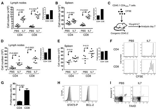 Figure 1. IL-7 therapy induces T-cell expansion in the spleen and LNs with preferential homeostatic proliferation of CD8+ T cells. Wild-type adult mice (8 to 12 weeks old) received daily intraperitoneal injections of either PBS or rhIL-7 (10 μg per mouse) for 6 days. (A-B) Graphic summary of mean absolute number of LN and spleen T cells of mice treated with IL-7 or PBS (2 axillary and 2 inguinal LNs were used for LN cell count). Inlets represent the fold increase compared with PBS controls. (C) Schematic representation of the experimental design where enriched congenic T cells were administered to congenic recipients treated with PBS or IL-7. (D-E) Mean absolute number of CD45.1+CD4+ and CD45.1+CD8+ T cells in the LN and spleen of PBS- and IL-7–treated CD45.2+C57BL/6 animals. Inlets represent the fold increase compared with PBS controls. (F) Representative flow cytometric analysis of CFSE-labeled CD45.1+CD4+ and CD45.1+CD8+ T cells found in the LN of PBS- and IL-7–treated CD45.2+ C57BL/6 recipients. (G) Mean percentage of congenic CD45.1+CD4+ and CD45.1+CD8+ T cells proliferating after 6 days of IL-7 treatment based on CFSE dilution. (H) STAT5-P and BCL-2 expression of transferred CD4+PERI after PBS (gray) or IL-7 (black) treatment. Data show between 5 and 9 mice per group pooled from 2 independent experiments. (I) Dot plot showing Annexin V and 7 AAD of transferred CD4+PERI. Data are representative of 2 independent experiments.