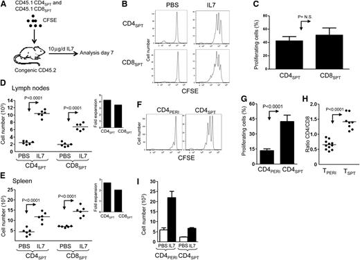 Figure 3. IL-7 therapy induces stronger proliferation of CD4+SPT compared with CD4+PERI. (A) Schematic representation of the experimental design where CFSE-labeled CD45.1+CD4+CD8− (CD4+SPT) and CD45.1+CD4−CD8+ (CD8+SPT) thymocytes enriched from the thymus of CD45.1+B6SJL mice were mixed at a ratio of 1:1 prior to their adoptive transfer into CD45.2+C57BL6 recipients. Recipient mice were then treated daily with PBS (vehicle) or rhIL-7 for 6 days. (B) Representative flow cytometric analysis of transferred thymocytes CD45.1+CD4+CD8− and CD45.1+CD4−CD8+ found in the LN of PBS- and IL-7–treated mice. (C) Graphic summary of the mean percentage ± standard error of proliferating CD4+SPT and CD8+SPT in response to IL-7 therapy according to CFSE dilution. (D-E) Graphical mean of the absolute number of CD4+SPT and CD8+SPT found in LN and spleen of PBS- and IL-7–treated recipients. Inlets show fold expansion of CD4+SPT and CD8+SPT in LN and spleen of IL-7 vs PBS-treated animals. (F) Comparison of CFSE-labeled CD4+SPT vs CD4+PERI 6 days after their transfer into CD45.2+B6. (G) Graphic summary of the mean proliferation ± standard error of CD4+PERI and CD4+SPT after 6 days of IL-7 treatment. (H) Graphic summary of CD4/CD8 ratio of TPERI and TSPT after 6 days of IL-7 treatment. (I) Graphic representation of the mean number ± standard error of CD4+PERI and CD4+SPT recovered in the LN of PBS- and IL-7–treated mice. Data show between 6 and 8 mice pooled from 2 to 3 independent experiments.