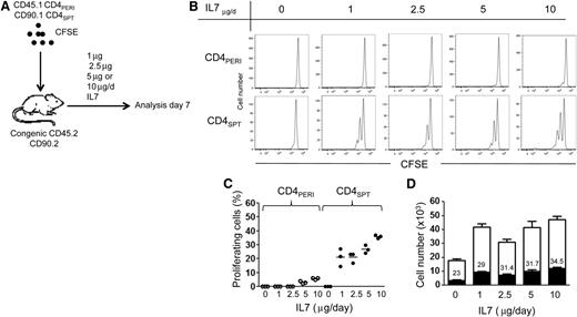 Figure 5. Lower dose of IL-7 induces CD4+SPT proliferation. (A) Schematic representation of the experimental design where CD90.2+CD45.1+CD4+PERI and CD90.1+CD45.2+CD4+SPT were transferred simultaneously into the same congenic recipients (CD90.2+CD45.2+). Mice were treated daily with either PBS (vehicle) or different doses of IL-7 for 6 days (1, 2.5, 5, or 10 μg/d). (B) Representative flow cytometric analysis of CFSE dilution in CD90.2+CD45.1+CD4+PERI and CD90.1+CD45.2+CD4+SPT cells isolated from LNs of PBS- or IL-7–treated mice. (C) Graphic representation of the percentage of proliferating cells in function of IL-7 concentration for CD90.2+CD45.1+CD4+PERI and CD90.1+CD45.2+CD4+SPT at day 7 of IL-7 treatment. (D) Graphic summary of the absolute number of CD90.2+CD45.1+CD4+PERI (white) and CD90.1+CD45.2+CD4+SPT (black). The numbers inside the white boxes represent the proportion of CD90.1+CD45.2+CD4+SPT cells recovered from LN of mice treated with indicated concentration of IL-7. Three mice per group were analyzed in this experiment.