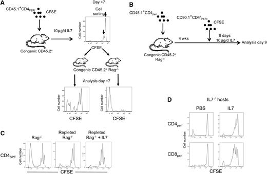 Figure 7. IL-7 therapy preferentially expands CD4+ T cells with low affinity TCR for self-peptide–MHCII complexes. (A) Schematic representation where diluted and undiluted CFSE peaks from CD45.1+CD4+PERI obtained after 6 days of IL-7 therapy were sorted and transferred into distinct Rag−/− recipients for another 7 days. At the bottom, representative flow cytometric analysis 7 days after the transfer of each CFSE peaks into Rag−/− recipients. Left histogram represents cells that have initially undergone proliferation induced by IL-7. Right histogram represents cells that have not initially undergone proliferation during IL-7 therapy. Experiment was repeated twice with 2 mice for each experiment. (B) Schematic representation of the experimental design where Rag−/− mice were first transplanted with 1 × 106 CD45.1+CD90.2+ T cells. Five weeks post transfer, mice received 1 × 106 CFSE-labeled CD45.2+CD90.1+ T cells. Mice were then treated with either PBS or IL-7 for 8 days. Mice were then sacrificed and CD45.2+CD90.1+CD4+ T cells were analyzed for evidence of proliferation. Control consisted of empty Rag−/− mice. (C) Flow cytometric analysis of CFSE dilution of cells described in (B). Data are representative of 6 to 9 mice per group pooled from 3 independent experiments. (D) Representative flow cytometric analysis of CFSE dilution of peripheral CD4+ T cells transferred into IL-7−/− recipients treated with PBS or IL-7. Data are representative of 6 mice per group pooled from 2 independent experiments.