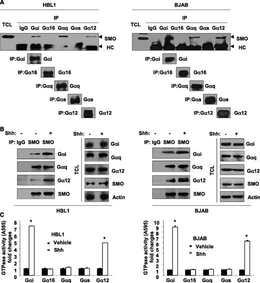 Figure 3. SMO recruits and activates Gαi and Gα12 in DLBCL. (A) Immunoprecipitation (IP) assays showed that SMO coupled to Gαi, Gαq, and Gα12, but not to Gαs and Gα16 in HBL1 and BJAB. TC, total cell lysate; HC, heavy chain. Immunoprecipitation (B) and GTPase assays (C) showed that stimulation of SMO with recombinant Shh (250 ng/mL) for 10 minutes was associated with increased recruitment of Gαi and Gα12 to SMO as well as increased GTPase activity of Gαi and Gα12 in HBL1 and BJAB cells. Data are presented as mean ± standard deviation of 3 experiments. *P < .05.