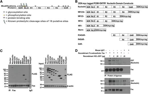Figure 2. R4 and GAR domains of nucleolin are necessary for its interaction with Fas. (A) Schematic of the nucleolin domains and its known modifications: N-terminal domain region (NDR), nuclear localization signal (NLS), RNA binding domains 1-4 (R1-4), and glycine/arginine-rich domain (GAR). Glycosylation sites are represented by Y, phosphorylation sites by yellow circles, protein-binding sites by stars, and 3 defined proteolytic cleavage sites (of a potential 18 putative sites) by a blue lightning bolt. (B) Domain deletions were created by using the Stratagene Quick Change II XL mutagenesis kit using C-terminal DDK/myc-tagged PCMV-ENTRY construct of full-length nucleolin (Origene) as a template. (C) 293T HEK cells were transfected with the indicated nucleolin domain deletion mutants and lysed for IP/IB analysis. Whole-cell lysates were subjected to Fas IP with agarose conjugated with B-10 anti-Fas antibody. Proteins were separated and immunoblotted for detection of coprecipitated domain mutants with an anti-DDK-HRP antibody. A mixture of all domain mutants was precipitated with mouse IgG and protein G agarose as a negative control. Whole-cell lysate samples prior to IP were immunoblotted with anti-DDK-HRP to reveal expression levels of the transfected constructs. Representative data from 3 different experiments are shown. (D) A chimeric Fc:Fas (Fc:extracellular domain of Fas) was incubated with varying concentrations of recombinant nucleolin-GST for 1.5 hour at 4°C. Fc:Fas was immunoprecipitated with protein A overnight and precipitates were separated by sodium dodecyl sulfate-polyacrylamide gel electrophoresis. IB revealed nucleolin-GST present in Fas-precipitated complexes in a dose-dependent manner. Mouse IgG-1 was used as a control for Fc fragment binding.