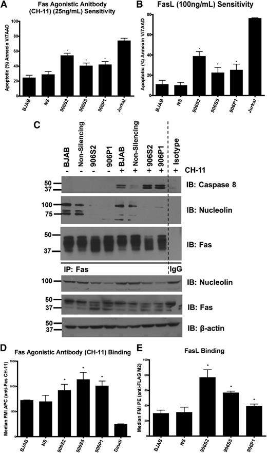 Figure 5. Loss of surface nucleolin and nucleolin-Fas complex sensitizes B-cell lymphomas to Fas-mediated apoptosis. (A) Indicated cells were challenged with the agonistic Fas antibody CH-11 (25 ng/mL) overnight and analyzed for apoptosis levels by Annexin V/7AAD staining and flow cytometry. The nucleolin pKO cells 906S2, 906S5, and 906P1 showed significant increases in sensitivity to agonistic antibody (906S2: P < .001, 906S5: P < .001, 906P1: P < .02). A Fas-sensitive T-cell line, Jurkat, was used as a positive control for Fas activation. Mean value and standard error of the mean (SEM) of 3 or more independent experiments each with 3 replicates are shown. (B) Cells were challenged with FasL (100 ng/mL) overnight and analyzed for apoptosis levels as in (A). The nucleolin pKO cells showed significant increases in FasL sensitivity compared with the nonsilencing control (906S2: P < .001, 906S5: P < .02, 906P1: P < .01). Mean value and SEM of 3 independent experiments each with 3 replicates are shown. (C) Parental BJAB, nonsilencing control, 906P1, and 906S2 cells were subjected to IP of Fas pre-challenge and 1 hour post-challenge with agonistic antibody CH-11 (25 ng/mL). The immunoprecipitated proteins were separated and Fas, caspase-8, and nucleolin were visualized by IB. Note a lack of nucleolin binding to Fas in 906P1 and 906S2 cells. IB of Fas was used as an IP control. Expression levels of nucleolin, Fas, and β-actin in whole-cell extracts as determined by IB analysis as input and loading controls. Representative data from 3 different experiments are shown. (D) Indicated cell lines were incubated with CH-11 (IgM subclass) for 20 minutes and the amount of bound antibody was analyzed by flow cytometry by measuring an anti-IgM–Allophycocyanin secondary antibody signal. The nucleolin pKO cells showed a significant increase in CH-11 signal (906S2: P < .001, 906S5: P < .03, 906P1: P < .04). Mean value and SEM of 3 independent experiments each with 3 replicates are shown. (E) Cells were incubated with FLAG-tagged FasL for 20 minutes and analyzed for the presence of ligand with an anti-FLAG-phycoerythrin secondary antibody by flow cytometry. The nucleolin pKO cells showed significantly increased FasL binding (906S2: P < .01, 906S5: P < .01, 906P1: P < .03). Mean value and SEM of 3 independent experiments each with 3 replicates are shown.