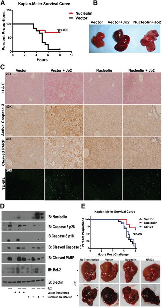 Figure 6. Overexpression of nucleolin protects mice from a lethal Fas activation through nucleolin-Fas complex. (A) Mice were hydrodynamically transfected with a vector control or a plasmid expressing DDK-tagged full-length nucleolin. The mice were challenged 24 hours later with a lethal dose of Jo2 agonistic anti-Fas antibody (2 µg/g weight) and monitored for survival for up to 8 hours post-challenge. The survival rate of nucleolin-transfected mice was significantly higher than mice transfected with vector alone (P < .006; log rank Mantel-Cox test). Representative data from 3 different experiments are shown. (B) Gross examination of vector and nontransfected livers challenged with Jo2 revealed massive hemorrhaging as indicated by darkening and swelling. Nucleolin-expressing livers challenged with Jo2 showed decreased hemorrhaging. (C) Livers were harvested, resected, and stained with hematoxylin and eosin (upper panel), or were analyzed using cleaved caspase-3 antibody, cleaved PARP antibody, or TUNEL assay to evaluate apoptosis. The images were captured by the Olympus BX41 (Olympus) UPlan FL N 40×/0.75 objective. Images were acquired with DP Controller (Olympus) with a −2 exposure adjustment for TUNEL staining with a fluorescein isothiocyanate filter (Olympus). Adobe Photoshop PS2 was used for further image enhancement of green fluorescent protein with a +30 brightness for all 4 panels equally. (D) Homogenized vector-tramsfected, nucleolin-transfected, a nontransfected Jo2-challenged and Jo2-unchallenged liver samples were subjected to lysis, sodium dodecyl sulfate-polyacrylamide gel electrophoresis and IB analysis of nucleolin, caspase-8, caspase-3, PARP, Bcl-2, and β-actin. (E) Mice were transfected with vector control, DDK-tagged full-length nucleolin, or DDK-tagged mutant lacking the Fas-nucleolin binding domain NR123 plasmids. Mice were challenged with a lethal dose of Jo2-agonistic anti-Fas antibody (.5 µg/g weight) and monitored for survival for up to 8 hours post-challenge. On gross examination, nontransfected, vector-transfected, and NR123-transfected livers challenged with Jo2 exhibited massive hemorrhaging as shown by darkening and swelling. Nucleolin livers challenged with Jo2 showed decreased hemorrhaging as shown by light spotting. We confirmed expression of nucleolin and NR123 by IB (data not shown). The survival rate was significantly higher for nucleolin-transfected mice than for mice transfected with vector alone or nonbinding mutant NR123 (P < .003; log rank Mantel-Cox test). Combined data from 2 independent experiments are shown.