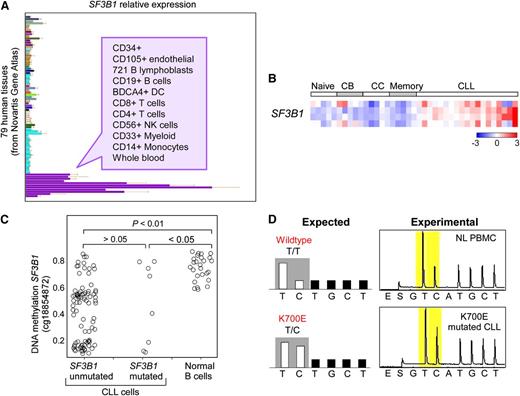 Figure 2. SF3B1 expression and methylation in normal and CLL cells. (A) SF3B1 relative expression in different human tissues. (B) SF3B1 relative expression in normal B-cell subpopulations and CLL samples. CB, centroblast; CC, centrocyte. Data generated from Affymetrix HG-U133Plus2 arrays. (C) DNA methylation on SF3B1 in CLL samples with or without SF3B1 mutation and normal B cells. (D) Targeted pyrosequencing of a SF3B1 K700E site of cDNA from normal peripheral blood mononuclear cells (top, NL PBMC) compared with cDNA from a CLL sample with known K700E mutation in SF3B1 (bottom). K700E mutation is generated from an A2098G transition on the sense strand; this pyrosequencing assay was designed to detect the T to C transition at the corresponding site on the antisense strand. cDNA, complementary DNA. Panel A adapted from the Novartis Gene Atlas16 with permission. Panel B adapted from Rossi et al3 with permission. Panel C adapted from Kulis et al17 with permission.