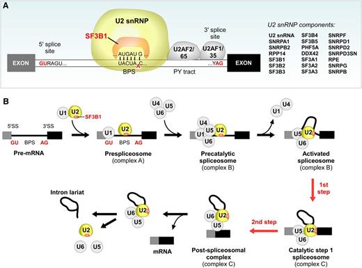 Figure 4. SF3B1 is an essential component in U2 snRNP and crucial for RNA splicing. (A) SF3B1 lies within the U2 snRNP and interacts with the 5′ and 3′ adjacent sites of the BPS, a critical splice site motif. PY tract, polypyrimidine tract. (B) A schematic of the stepwise process of pre-mRNA splicing.