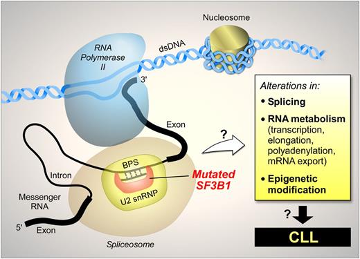Figure 5. The potential impact of mutated SF3B1 on the pathobiology of CLL.