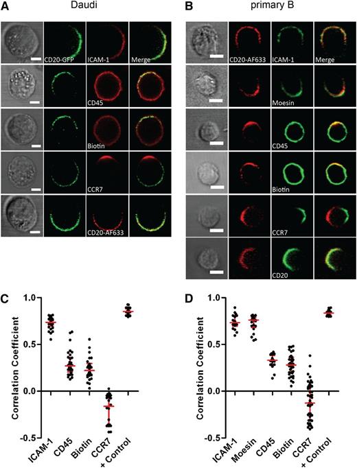 Figure 3. Other proteins colocalize with CD20 in the cap. (A) Daudi/CD20-GFP and (B) primary B cells were incubated with 10 μg/mL rituximab or rituximab-AF633, respectively, for 1 hour and then fixed and stained for ICAM-1, CD45, CCR7, moesin, or biotinylated as indicated followed by incubation with secondary fluorescently labeled antibodies. As a positive control in Daudi/CD20-GFP cells, CD20 was targeted by rituximab AF633 and colocalization between green and red fluorescent channels was calculated (A). As a positive control, primary B cells were additionally stained for CD20 using an antibody recognizing the cytoplasmic portion of the protein followed by incubation with secondary fluorescently labeled antibody (B). Scale bars represent 5 μm. (C-D) Pearson’s correlation coefficients calculated for colocalization of CD20 and other cell components as indicated in individual Daudi (C) or primary B cells (D) are shown. A total of 18 to 46 cells were analyzed per condition.