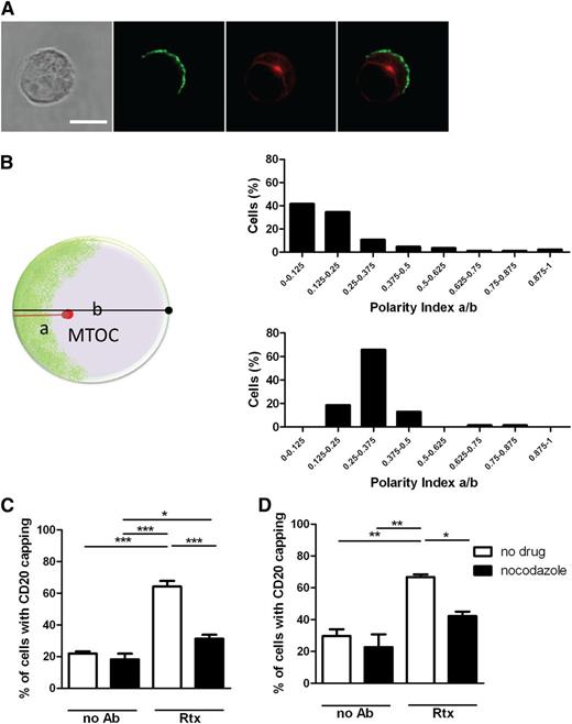 Figure 4. The microtubule network is involved in rituximab-mediated CD20 polarization. (A) Fluorescent and bright-field images of Daudi/CD20-GFP cells incubated with rituximab and labeled for α-tubulin (red). The MTOC is identified as the brightest spot in the red channel. Scale bar represents 10 μm. (B, left) Schematic representation of a cell in which MTOC polarization toward the CD20-enriched region was assessed by calculating the polarity index values corresponding to the ratio between the distance from the MTOC to the CD20 cap (a) and the cell diameter (b). Distribution of polarity indexes in primary B cells (B, top right) and Daudi cells (B, bottom right) incubated with rituximab is shown. A total of 74 Daudi and 84 primary B cells were analyzed. Proportion of Daudi (C) and primary B cells (D) with polarized CD20 in untreated cells or after incubation with rituximab and nocodazole. Graphs represent mean ± SEM of 3 independent experiments. More than 100 cells were analyzed per condition. Data were analyzed by 1-way ANOVA with Bonferroni post-test. *P < .05; **P < .01; ***P < .001.