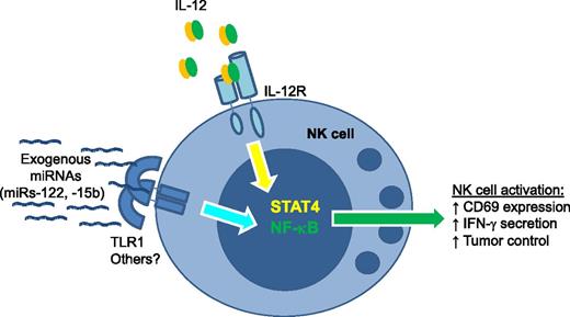 NK-cell activation by exogenous miRNAs depends on TLR1. Specific miRNA sequences, including miR-122 and miR-15b, act in a TLR1-dependent fashion to induce nuclear factor-κB signals in human NK cells. This signal works in concert with IL-12 (canonically signaling via STAT4) to induce NK-cell activation. miRNA–TLR1-based NK-cell coactivation results in increased CD69 surface expression, augmented IFN-γ secretion, and enhanced lymphoma cell line control in mice in vivo.