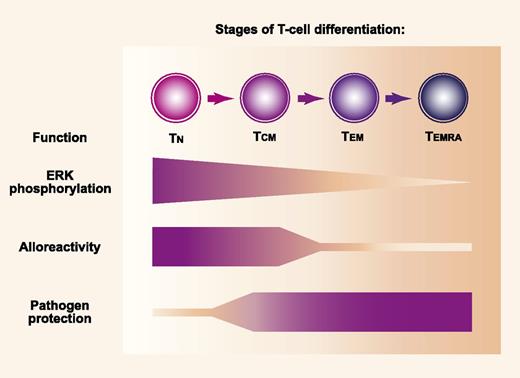 MEK-mediated phosphorylation of ERK and the repertoire of antigen specificities differ according to the stage of memory T-cell differentiation. MEK-mediated phosphorylation of ERK decreases progressively across stages of memory differentiation after activation of TN, TCM, TEM, and TEMRA cells that express CD45RA (TEMRA). Alloantigens are recognized more effectively by the TN cell population than by memory populations, while protection against pathogens is mediated more effectively by memory populations than by the TN cell population. Professional illustration by Paulette Dennis.