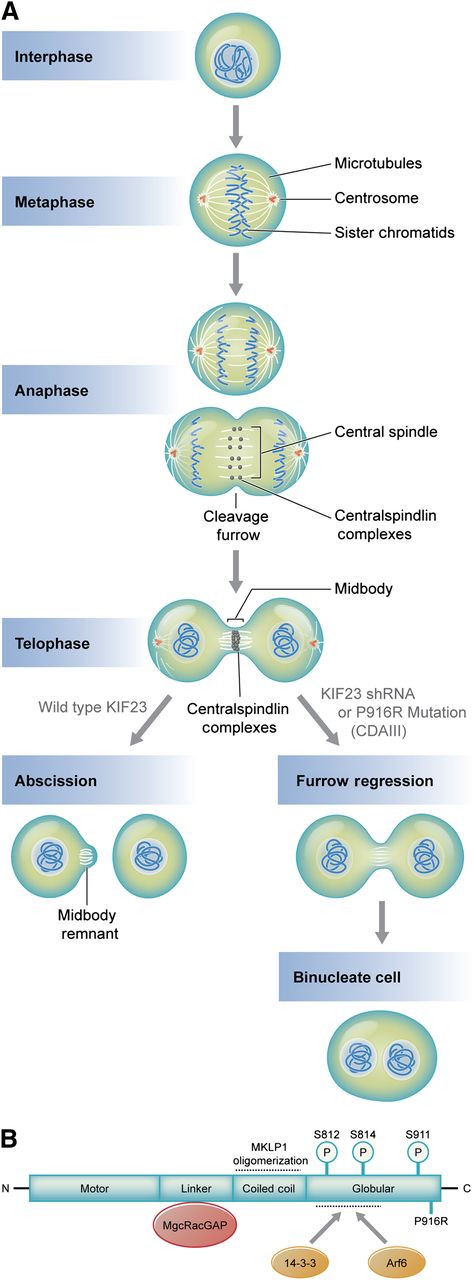 (A) Microtubule and DNA reorganization during mitosis and cytokinesis. Central spindle assembly during anaphase requires localization of centralspindlin a heterotetramer of MKLP1 and MgcRacGap/CYK-4, a GTPase activating protein. Compaction of the central spindle during telophase results in formation of the midbody, a process requiring centralspindlin. Normally, the midbody is cleaved in a process termed abscission, yielding 2 mononuclear cells. MKLP1 deficiency or aberrant MKLP1, as occurs in CDA III, results in cleavage furrow regression and ultimately binucleate cells. Subsequent rounds of failed cytokinesis could result in erythroid cells with up to 12 nuclei, as observed in CDA III. (B) Domain interactions of MKLP1 (adapted from White and Glotzer7). The linker region and coiled coil domains mediate MgcRacGAP interaction and promote oligomerization, respectively. Oligomerization promotes activity by enhancing interactions with microtubules. Interaction with 14-3-3 proteins inhibits cytokinesis by recruiting centralspindlin away from microtubules at the central spindle or midbody. This interaction is positively and negatively regulated by phosphorylation. Phosphorylation of S812 enhances activity by inhibiting interaction with 14-3-3, whereas S814 phosphorylation promotes 14-3-3 binding. Phosphorylation of S911 enhances MKLP1 activity by preventing its premature import into the nucleus during cytokinesis. Interaction with ARF6 GTPase enhances activity by competing with 14-3-3 binding. The P916R CDA III mutation described by Liljeholm et al, which impairs MLKP1 activity, is indicated at the C-terminus. Professional illustration by Kenneth X. Probst.
