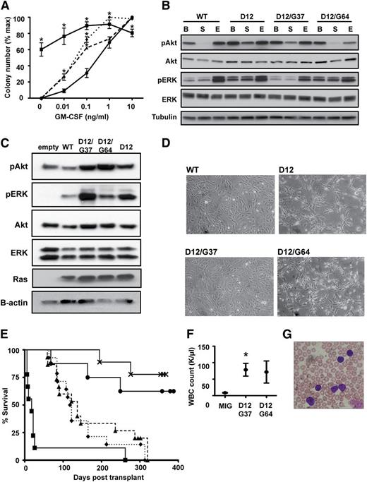 Figure 1. Second site KrasD12 mutant alleles induce hypersensitive myeloid progenitor growth and initiate T-ALL. (A) CFU-GM formation by fetal liver cells expressing WT Kras (●), KrasD12 (▪), KrasD12/G37 (▲), or KrasD12/G64 (♦). Mean ± standard error of the mean (SEM) of 5 independent experiments is shown. Data points marked with an asterisk (*) are significantly different from WT by paired, 1-tailed t test (P < .05). (B) Signaling in transfected COS-7 cells under basal (B), starved (S), and EGF-stimulated (E) conditions. (C) Signaling in transduced S49 cells under starved conditions. These cells were infected with MSCV-GFP-Kras vectors and sorted to equalize Ras expression levels. GFP-K-Ras fusion proteins run at a different molecular weight than endogenous Ras proteins. (D) Morphology of 3T3 cells expressing WT Kras, KrasD12, KrasD12/G37, or KrasD12/G64. Note that KrasD12 and KrasD12/G64 induce morphologic changes. (E) Survival of lethally irradiated WT mice transplanted with bone marrow cells transduced with MIG vector (×; n = 8) or MIG vectors expressing WT Kras (●; n = 10), KrasD12 (▪; n = 9), KrasD12/G37 (▲; n = 15), or KrasD12/G64 (♦; n = 14). (F) White blood cell (WBC) counts at death in recipients of bone marrow transduced with MIG vector (n = 8), KrasD12/G37 (n = 15), or KrasD12/G64 (n = 14) viruses. Data plotted as mean ± SEM, with an asterisk (*) indicating data points significantly different from WT by unpaired, 1-tailed t test (P < .05). (G) Peripheral blood smear showing blast morphology in a mouse with T-ALL.
