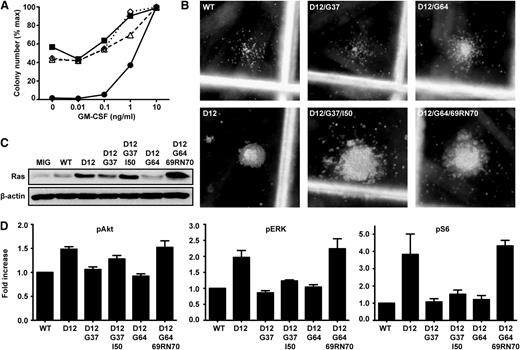 Figure 4. Acquired third site mutations restore oncogenic activity to KrasD12/G37 and KrasD12/G64. (A) CFU-GM formation of fetal liver cells expressing WT Kras (●), KrasD12 (▪), KrasD12/G37/I50 (Δ), or KrasD12/G64/69RN70 (♢). Data show the mean of 3 independent experiments. (B) Representative CFU-GM morphology from fetal liver cells expressing Kras mutant alleles grown in 0.1 ng/mL GM-CSF. (C) Ras expression in GFP+, Mac1+ fetal liver cells infected with MSCV viruses encoding different Kras alleles. (D) Levels of pERK, pAkt, and pS6 in GFP+, Mac1+ fetal liver cells infected with MSCV viruses encoding different Kras alleles, as determined by flow cytometry using phospho-specific antibodies. Phospho-protein levels in cells expressing WT K-Ras were set at 1 in each experiment. Data shown are derived from 6 independent experiments.