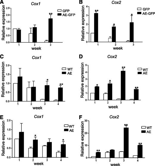 Figure 1. AE induces COX gene expression in mouse BM cells. (A-B) WT mouse BM cells were transduced with GFP or AE-GFP retrovirus. GFP-positive cells were sorted and plated in methylcellulose medium to form colonies. The cells of the colonies were then pooled for RNA isolation and for replating each week. The expression levels of Cox-1 (A) and Cox-2 (B) were measured by real-time RT-PCR. Relative expression is calculated as fold change compared with GFP-retrovirus transduced BM cells harvested in week 1. (C-D) BM cells isolated from WT and AE/Mx1-Cre mice were cultured, and the expression levels of Cox-1 (C) and Cox-2 (D) were measured and calculated as previously described. (E-F) BM cells isolated from WT and AE/Mx1-Cre mice were depleted of lineage-committed cells. The lin− cells were cultured and the expression levels of Cox-1 (E) and Cox-2 (F) were measured and calculated as previously described. Data represent as mean ± SD; Student t test. *P < .05; **P < .01.