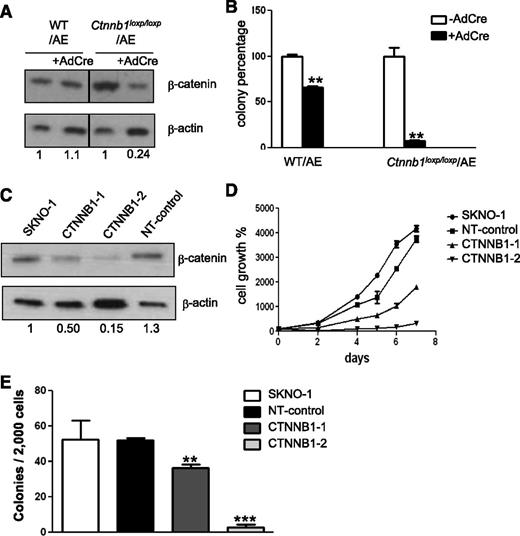 Figure 5. Knockdown of β-catenin reduces colony formation and proliferation of AE-expressing cells. (A) Western blot analysis of β-catenin knockdown efficiency. BM cells isolated from WT and floxed-Ctnnb1 mice were transduced with AE-GFP retrovirus (WT/AE and Ctnnb1loxp/loxp/AE, respectively). Subsequently, cre was introduced by adenovirus infection (AdCre) to disrupt the Ctnnb1 gene. Protein band intensity was quantified, normalized with β-actin and fold change, as compared with the parental cells indicated at the bottom of each lane. (B) Comparison of colony-forming units of AdCre-infected and noninfected AE+ BM cells after 7 days of culture in methylcellulose-based medium. (C) Western blot of β-catenin in SKNO-1 cells and SKNO-1 cells harboring either 2 different Ctnnb1 shRNAs (CTNNB1-1 and CTNNB1-2) or nontargeting control shRNA (NT-control). Fold change is determined as previously described and is indicated at the bottom of each lane. (D) Proliferation of SKNO-1 cells and SKNO-1 cells harboring Ctnnb1 shRNA (CTNNB1-1 and CTNNB1-2) or NT-control shRNA. (E) Comparison of colony forming units after 14 days of culture in methylcellulose-based medium. Data represent mean ± SD; Student t test. **P < .01; ***P < .001.