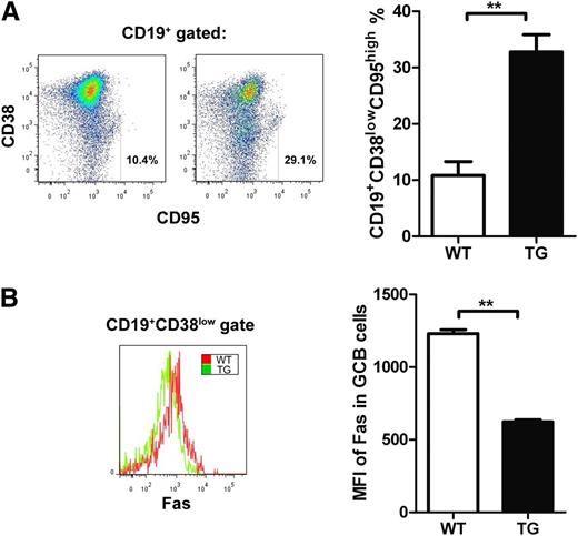Figure 5. Reproduction of GC B-cell accumulation and Fas downregulation in recipient SCID mice after adoptive transfer of non-GC B cells. Non-GC B cells from miR-146a TG or WT mice were mixed with WT CD4+ T cells at a 1:1 ratio and adoptively transferred into recipient SCID BALB/c mice. (A) Seven days after adoptive transfer, the percentage of CD19+CD38lowCD95high GC B cells was determined by FACS (n = 7). (B) Fas was detected in CD19+CD38low B cells as described earlier. The mean fluorescence intensity (MFI) of Fas expression was calculated at 3 and 6 days after adoptive transfer. All data are representative of at least 3 independent experiments. All values are expressed in terms of mean ± standard deviation values. Comparison of means was performed with an unpaired Student 2-tailed t test (**P < .01). The bars indicate standard error of the mean.