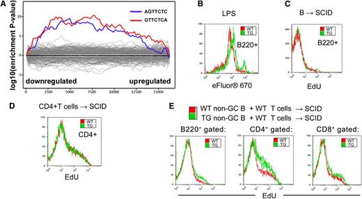 Figure 6. Sylamer enrichment analysis in B cells. (A) The Sylamer enrichment analysis of the miR-146a–binding sites, including AGTTCTC (blue) and GTTCTCA (red) in the 3′-UTRs of differentially expressed genes in B cells. The x-axis represents the list of 16 564 identified genes sorted from the most downregulated to the most upregulated ones in the miR-146a–overexpressing B cells. Each 7-mer motif was calculated for its significant enrichment across the 3′-UTRs of genes in the list. These 2 motifs corresponding to the miR-146a seed region are significantly enriched in the downregulated genes. (B) The B cells from WT and miR-146a TG mice were labeled with eFluor670 (an alternative cell proliferation dye of CFSE) and then stimulated with LPS (0.1 μg/mL) in vitro. After 72 hours, cultured cells were collected and analyzed by the CFSE dilution and FACS assays. (C) Non-GC B cells or (D) CD4+ T cells sorted from WT or TG mice and adoptively transferred into SCID mice. After 7 days of adoptive transfer, homeostasis proliferation of non-GC B or CD4+ T cells was detected using the EdU-incorporation assay. (E) Non-GC B cells were sorted from WT or TG mice; naive T cells were sorted from WT mice. T cells were mixed with each type of B cell, and the mixture was adoptively transferred into SCID mice. Seven days post initial transfer, rates of homeostasis proliferation were determined by the Edu-labeling experiments ex vivo. Transferred B cells (Figure 6E, left, including both WT and TG origins) and transferred WT CD4+/CD8+ T cells were examined under the impact of WT B or TG B cells (Figure 6E, middle and right).