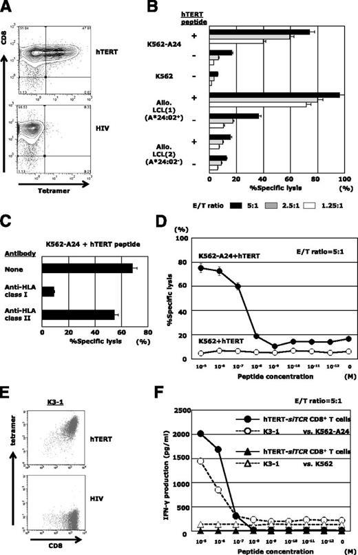 Figure 3. hTERT-siTCR–transduced CD8+ T cells display epitope-specific responsiveness. (A) Representative flow cytometry plots showing staining of hTERT-siTCR–transduced CD8+ T cells with HLA-A*24:02/hTERT461-469 tetramer. HLA-A*24:02/HIV tetramer was used as a negative control. (B) 51Cr-release assays were conducted by using hTERT-siTCR–transduced CD8+ T cells with unpulsed or hTERT461-469 peptide-loaded (1 μM) K562-A24, K562, HLA-A*24:02+, or HLA-A*24:02− allogeneic B-LCLs at the indicated effector:target (E/T) ratios. (C) Effect of HLA class I and class II blockade on the cytotoxic activity of hTERT-siTCR–transduced CD8+ T cells against the cognate peptide-pulsed (1 μM) K562-A24 was determined by 51Cr-release assays at an E/T ratio of 5:1. (D) hTERT-siTCR–transduced CD8+ T cells were tested in 51Cr release assays against K562 (negative control) and K562-A24 cells pulsed with the indicated concentrations of hTERT461-469 peptide at an E/T ratio of 5:1. Error bars represent SDs. (E) Representative flow cytometry plots showing staining of K3-1 with the HLA-A*24:02/hTERT461-469 tetramer (upper) and the irrelevant HLA-A*24:02/HIV-1 Env584-592 tetramer (negative control; bottom). (F) IFN-γ production by hTERT-siTCR–transduced CD8+ T cells was measured by using a format similar to that described for panel D. The parental K3-1 CTL clone was tested in parallel.