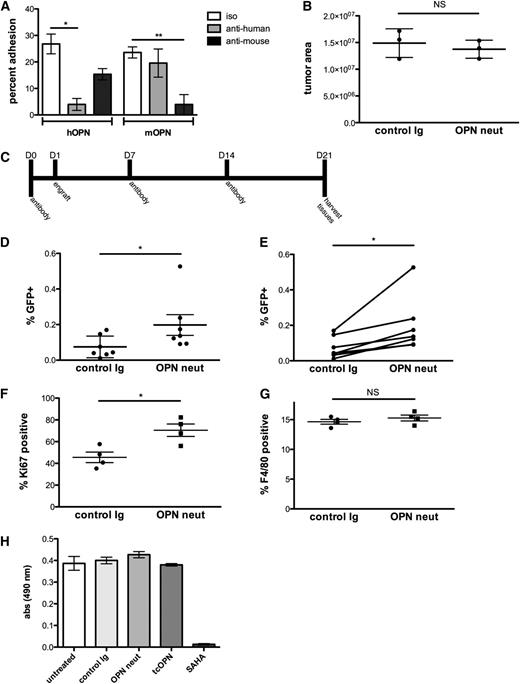 Figure 5. OPN neutralization increases leukemia burden by decreasing the proportion of dormant tumor cells. (A) In vitro adhesion of Nalm-6 to thrombin-cleaved human and murine OPN is blocked by anti-OPN neutralizing antibodies, n = 3, *P = .0008, **P = .0014. OPN-coated dishes were pretreated with OPN-neutralizing antibodies before plating cells. (B) Nalm-6 homing in anti-OPN– vs isotype control-treated mice is equivalent. Intravital confocal microscopic study was used to examine the number of Nalm-6 leukemia cells in the calvarial BM of control vs anti-OPN–treated mice at 24 hours after engraftment; n = 3, *P = .5. (C) The antibody treatment scheme used in the OPN-neutralizing studies. (D-E) Flow cytometric quantification of GFP+ leukemia cells in BM aspirates from control and OPN-neutralized mice demonstrates increased disease burden in anti-OPN–treated mice. The paired analysis of the data is shown on the right; n = 7, *P = .02. (F) The proportion of Ki-67–positive leukemia cells is significantly higher in the BM of OPN-neutralized mice compared with isotype control-treated mice; n = 4, *P = .0005. (G) The percentage of F4/80-positive macrophages is equivalent in OPN-neutralized and isotype control-treated leukemic mouse BM; n = 4, *P = .5. (H) To determine whether OPN directly alters Nalm-6 proliferation, cells were incubated with tcOPN, an OPN neutralizing Ab, control immunoglobulin, or the chemotherapeutic agent SAHA. SAHA induced a dramatic decrease in proliferation, but neither incubation with tcOPN nor OPN-neutralizing Ab (to block autocrine binding of OPN secreted by Nalm-6 in culture) affected proliferation (n = 3). These data demonstrate that soluble OPN does not directly induce Nalm-6 dormancy.