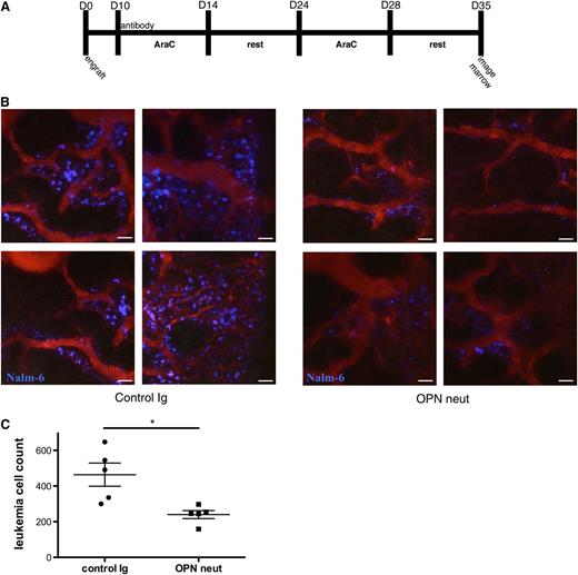 Figure 6. OPN neutralization synergizes with Ara-C to reduce MRD. (A) Ara-C and OPN neutralization treatment protocol. (B-C) MRD in leukemic mice treated with OPN neutralization and Ara-C or Ara-C chemotherapy alone, as detected by intravital microscopic study. Imaging was performed on the entirety of the calvarial BM, and individual fluorescent cells were counted by hand. Representative images are shown in (B), and quantification of data is shown in (C). MRD burden is significantly decreased in anti-OPN–treated mice, demonstrating that OPN neutralization synergizes with Ara-C to sensitize cells to chemotherapy; n = 5, *P = .01. Scale bars equal 50 µm.