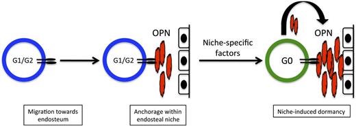 Figure 7. Model for OPN-induced dormancy at the endosteum. Cycling ALL blasts migrate to the endosteum in response to niche-specific chemokine expression. Once within the niche, blasts use integrin receptors such as VLA-4 to adhere to extracellular OPN produced locally by osteoblasts. This interaction confines them to the endosteal niche, where blast-derived OPN is also incorporated into the ECM. Additional local niche-specific factors induce cell cycle exit and leukemia dormancy. Dormant blasts that are insensitive to chemotherapy agents that target dividing cells contribute to MRD.