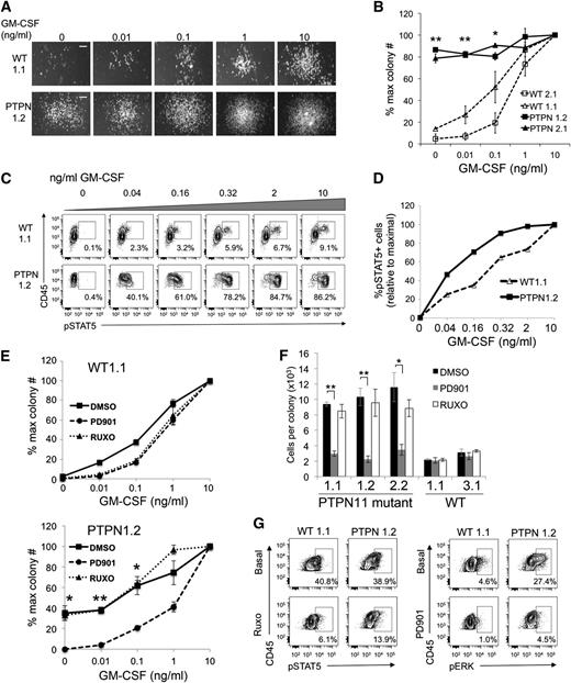 Figure 2. PTPN11 p.E76K iPSC-derived myeloid cells exhibit GM-CSF hypersensitivity that is ameliorated by MEK inhibition. (A) GM-CSF dose-response for myeloid colony formation from WT and PTPN11 p.E76K iPSCs. Day 8 EB-derived hematopoietic progenitors (3 × 103) were seeded into methylcellulose cultures with the indicated doses of GM-CSF. Representative photographs of myeloid colonies from one experiment are shown. Scale bar indicates 200 µm. (B) GM-CSF dose-response for myeloid colony formation from WT and PTPN11 p.E76K iPSCs, summarizing the results from multiple clones. Colonies were generated as described in panel (A). Myeloid colonies containing >50 cells were scored. The resultant colony numbers were normalized to the maximum colony number obtained at saturating GM-CSF concentration (10 ng/mL). Three independent experiments were performed with each clone. **P < .01 for PTPN11 p.E76K sample vs controls at 0 and 0.01 ng/mL GM-CSF. *At 0.1 ng/mL GM-CSF, P < .01 for PTPN11 p.E76K samples vs WT2.1 and P ≤ .05 vs WT1.1. (C) GM-CSF dose-responses for STAT5 activation. EB-derived hematopoietic progenitors were cultured for 4 days in GM-CSF, IL-3, and stem cell factor to generate myeloid cells. The cells were rested in cytokine- and serum-free medium for 16 hours and then stimulated with the specified concentrations of GM-CSF for 15 minutes. Cells were then fixed, permeabilized, stained with antibodies against surface markers and intracellular pSTAT5, and analyzed by phosphoflow cytometry. Cells are gated upon the CD45+CD18+ myeloid population for pSTAT5 analysis (not shown). (D) Summary of data from panel (C). Results at each GM-CSF concentration are normalized to the maximal response obtained at 10 ng/mL. (E) GM-CSF dose-response for myeloid colony formation from WT and PTPN11 p.E76K iPSCs with 100 nM PD0325901 (PD901) or 100 nM ruxolitinib (RUXO), representing the ED50 for each drug (supplemental Figure 2E). Representative experiments are shown for 1 clone of each genotype; similar results were obtained from additional clones (supplemental Figure 2F). **P < .01; *P ≤ .05 for dimethylsulfoxide (DMSO) vs PD901. (F) Average number of cells per myeloid colonies generated from WT and PTPN11 p.E76K iPSC clones at 10 ng/mL GM-CSF with PD0325901 (PD901) or ruxolitinib (RUXO), as depicted in panel (E). Methylcellulose cultures with myeloid colonies were solubilized in growth medium and individual cells were harvested and enumerated. Graphs show the results of three pooled dishes for each sample. Results are shown for multiple iPSC clones depicted in Figure 2E and supplemental Figure 2F. **P < .01; *P = .02. (G) Phosphoflow cytometric analysis of JAK-inhibited and MEK-inhibited iPSCs. iPSCs were rested for 1 hour in serum-free medium, incubated with 1 μM RUXO or 100 nM PD901, then fixed, permeabilized, stained, and analyzed as in Figure 2C. Basal levels of pSTAT5 are similarly increased in WT and PTPN11-mutant iPSCs (in comparison with isotype staining control; not shown), and RUXO modestly inhibits pSTAT5 in both samples. pERK is constitutively activated only in PTPN11-mutant iPSCs and inhibited by PD901. Cells are gated on the CD45+CD18+ population (not shown). Representative data from 1 experiment are shown.