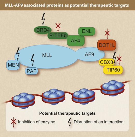 Figure 1. Schematic of the MLL-AF9 fusion and select binding partners. Arrows indicate potential molecular therapeutic targets. Red arrows indicate targets amenable to enzymatic inhibition. Black arrows indicate targets amenable to inhibition of protein-protein interaction. (Professional illustration by Debra T. Dartez.)