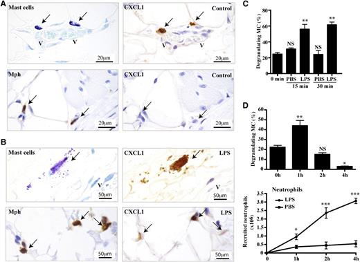 Figure 1. Release of CXCL1-containing granules by mast cells in vivo after LPS stimulation. Consecutive sections of peritoneal wall tissue obtained 1 hour after IP injection of (A) PBS or (B) LPS into WT mice. The sections were stained with toluidine blue (mast cells), with MAC-2 (Mph) or anti-CXCL1 mAbs. Arrows indicate mast cells or macrophages overlapping with CXCL1-expressing cells. The immunostaining is representative of tissues from n = 4 mice. (C) Percentage of mast cells displaying CXCR1 granules in peritoneal wall sections of mice treated with either PBS or LPS over time. Mean ± SEM of 1 experiment of 2 is shown with each group representing 3 mice. (D) Percentage of mast cells displaying CXCR1 granules in peritoneal tissue (top panel) and recruited neutrophils in peritoneal lavage (bottom panel) after IP injection of LPS or PBS over 4 hours. Data represent mean ± SEM from n = 3 experiments with each data point representing n = 8 mice. *P < .05; **P < .01; and ***P < .001. Mph, macrophage; V, vessel.