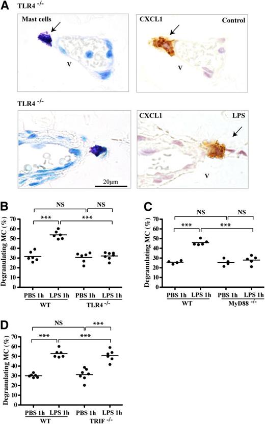 Figure 2. CXCL1 in mast cells lacking TLR4 activity. (A) Consecutive peritoneal wall tissue sections of TLR4mut mice immunostained for toluidine blue (mast cells) and chemokine CXCL1 following 1 hour of PBS or LPS stimulation. Arrows indicate mast cells overlapping with CXCL1-expressing cells. Tissue sections are representative of 2 experiments with n = 4 mice per group. (B-D) Numbers of mast cells releasing CXCR1-expressing granules of mice treated with LPS or PBS for 1 hour as a percentage of total mast cells in peritoneal wall sections of (B) TLR4−/−, (C) MyD88−/−, or (D) TRIF−/− mice compared with control C57BL/6 mice. Data are shown as mean ± SEM (n = 4-7 mice/group). *P < .05; **P < .01; and ***P < .001.