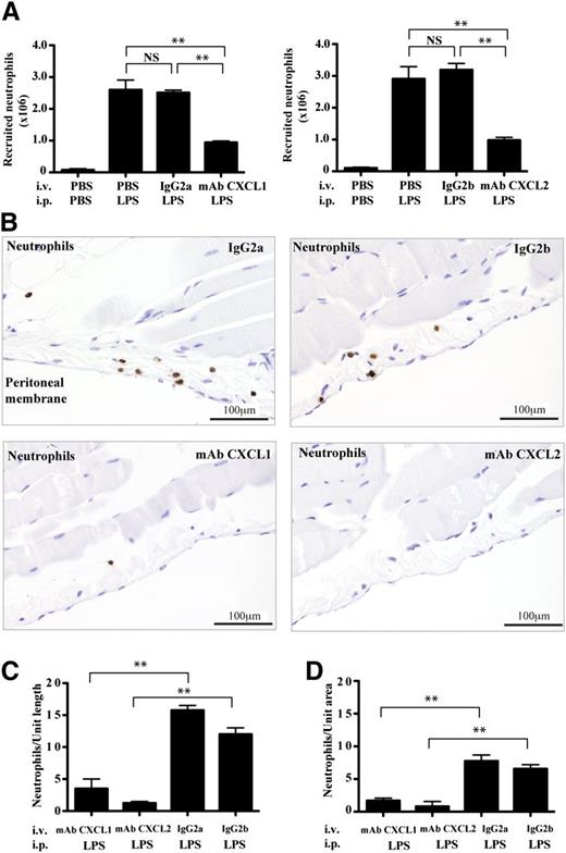 Figure 4. The effect of blocking CXCL1/CXCL2 in vivo on the pattern of neutrophil recruitment. (A) Numbers of recruited neutrophils in peritoneal fluid of mice at 2 hours that were injected IV with anti-CXCL1, anti-CXCL2, or isotype control mAbs 15 minutes before IP injection either with LPS or PBS; mean ± SEM of n = 2 experiments with n = 4 mice per group. (B) Peritoneal wall sections immunostained for neutrophils (brown) from LPS-stimulated mice that were treated as in panel A. Representative images from n = 2 experiments with n = 4 mice per group. Quantification of neutrophils either (C) lining the peritoneal membrane as in panel B or (D) within the peritoneal wall tissue; n = 4 tissue sections.