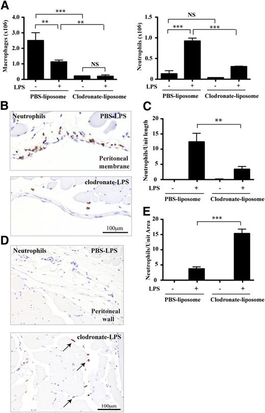 Figure 5. The effect of macrophage depletion on neutrophil recuitment. (A) The effect of PBS- vs clodronate-liposome treatment on peritoneal macrophage and neutrophil numbers with/without LPS stimulation for 2 hours; n = 4 experiments with 4 to 8 mice per group in each experiment. (B) Representative tissue sections focusing on the peritoneal membrane and immunostained for neutrophils (brown) from LPS-stimulated mice that have received either PBS- or clodronate-containing liposomes. (C) Quantification of neutrophils lining the peritoneal membrane as in panel B. (D) Typical views of peritoneal wall tissue sections of PBS- and clodronate-liposome treated mice showing neutrophil distribution (brown). (E) Quantification of neutrophils within the peritoneal wall tissue as illustrated in panel D. Data from n = 3 experiments with 4 to 8 mice per group; A,C, and E are plotted as mean ± SEM.