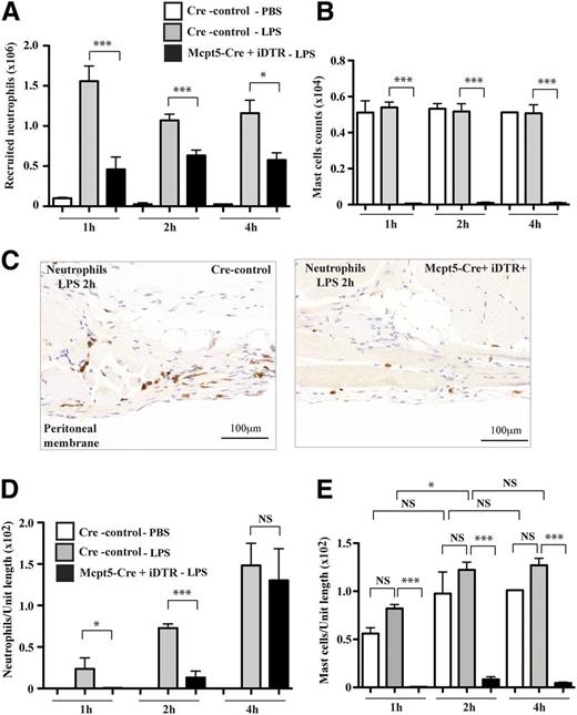 Figure 6. Neutrophil recruitment in Mcpt5-Cre+iDTR+ mast cell–depleted mice. (A) Neutrophils recruited into the peritoneal fluid of Mcpt5-Cre+iDTR+ mice (black) compared with Cre-control mice (gray) post-LPS treatment or PBS treatment of Cre-control mice (white) at 1, 2, and 4 hours; mean ± SEM of n = 2 experiments, n = 5-7 mice per group, is shown. (B) Mast cells in peritoneal fluid in the same experiments as panel A. (C) Representative peritoneal wall tissue sections from Mcpt5-Cre+iDTR+ mice compared with Cre-control littermate mice highlighting neutrophil distribution (brown) 2 hours post-LPS treatment (representative of n = 5 samples for each tissue type). (D) Time course over 1, 2, and 4 hours of neutrophils recruited into peritoneal wall tissue after LPS stimulation of Mcpt5-Cre+iDTR+ mice (black) and Cre-control control mice (gray) or PBS treatment of Cre-control mice (white); n = 3 experiments with 3 to 6 mice per group. (E) Mast cells in peritoneal wall tissue in same experiments as panel D.