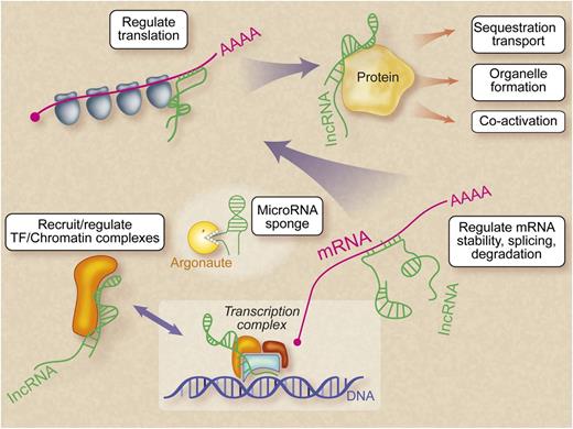 Figure 1. Mechanisms of LncRNA action. In numerous tissues, lncRNAs (indicated in green) have been shown to regulate gene expression at multiple levels: chromatin, transcription, mRNA, translation, and protein. Hematopoietic lncRNAs may act at any of these levels. “MicroRNA sponge” refers to the ability of lncRNAs to sequester cellular microRNAs and prevent them from binding mRNA targets.14 Professional illustration by Debra T. Dartez.