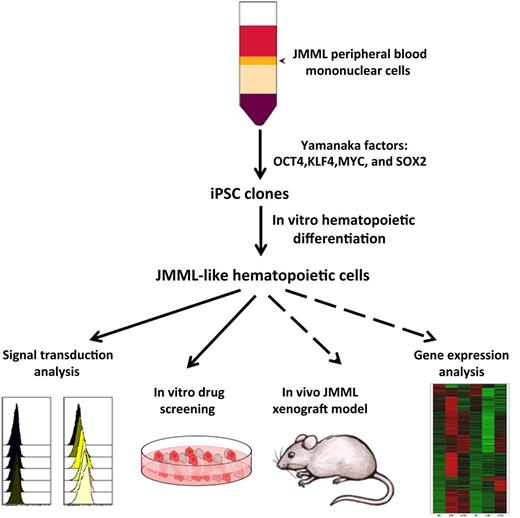 Peripheral blood or bone marrow cells from patients with JMML were infected with a lentiviral vector expressing an inducible construct of all four Yamanaka factors. Induced iPSC clones were identified, and selected clones were differentiated into hematopoietic cells by using established protocols. Cells with JMML-like phenotypic and functional qualities were detected through several assays, including signal transduction analysis and responsiveness to growth factors. These cells were responsive to chemicals that inhibit certain signaling pathways. In future studies, these JMML-like cells can be tested for in vivo engraftment in immunodeficient mouse models and for more detailed molecular analysis.