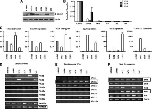 Figure 1. HTLV-I cell lines express varying levels of β-catenin but remain responsive to Wnt stimulation. (A) Western blot analysis of β-catenin expression from total cellular extracts of PBMCs, Jurkat, and HTLV-I cell lines. Extracts were normalized to actin expression. (B) Real-time PCR was performed on β-catenin cotranscription factors, TCF-1, TCF-4, and LEF-1 from cDNA derived from HTLV-I cell lines. Real-time PCR was performed in duplicate and samples were normalized to GAPDH expression. Fold change was calculated by comparing values with resting PBMCs (R.PBMCs). (C) Real-time PCR expression of Wnt/β-catenin downstream target genes, c-myc, survivin, VEGF, c-jun, COX-2, and cyclin D1 from total cDNA from HTLV-I cell lines. Real-time PCR was performed in duplicate. Fold change was calculated by comparing values with Jurkat normalized gene expression. (D-F) PCR amplification of typical canonical Wnts (D), noncanonical Wnts (E), and their coreceptors (F) from cDNA derived from HTLV-I–transformed (MT2 and MT4) and immortalized (1185 and LAF) cell lines. Resting PBMCs (R.PBMCs) and the non–HTLV-I T-cell line, Jurkat, were used as controls. GAPDH amplification in nonsaturating conditions served as a control for the quality and quantity of the samples.