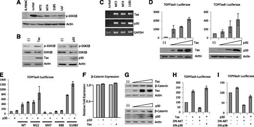 Figure 2. Tax and p30 increase β-catenin transcriptional activity through AKT and/or p38 pathways. (A) Western blot analysis of phosphorylated GSK3-β (Ser9) expression from total cellular extracts of R.PBMCs, Jurkat, and HTLV-I cell lines. Extracts were normalized to actin expression. (B) Western blot analysis of total cellular extract for phosphorylated GSK3-β (Ser9) from 293T cells transfected with pc-Tax (0.5 µg) or PMH-p30 (2.0 µg). Extracts were analyzed 48 hours after transfection and normalized to actin expression. Western blots were stripped and reprobed for GSK3-β expression. Tax and HA-p30 expression were demonstrated in the transfected lysates. (C) PCR analysis of Tax and p30 expression in HTLV-I cell lines. Jurkat cDNA was used as a negative control. (D) pc-Tax (0.1, 0.2, and 0.5 µg) and PMH-p30 (0.5, 1.0, and 2.0 µg) were transfected into 293T cells along with the TOPflash luciferase reporter plasmid. Cellular extracts were used in luciferase assays to measure the level of β-catenin activity. All experiments were performed in duplicate, and values represent the average reading normalized to Renilla luciferase or protein concentration. Error bars represent the population standard deviation for each sample. (E) 293T cells were transfected with or without 1.0 µg PMH-p30, along with 0.1 µg of wild-type or mutant Tax and the TOPflash reporter plasmid, and analyzed as in (D). (F) 293T cells were transfected as in (B) and analyzed for β-catenin expression by real-time PCR. Real-time PCR was performed in duplicate, and samples were normalized to GAPDH expression. Fold change was calculated by comparing values with PMH-transfected cell–normalized gene expression. (G) 293T cells were transfected as in (D). Total extracts were analyzed 48 hours after transfection and normalized to actin expression. Tax and HA-p30 expression were demonstrated in the transfected lysates. (H-I) 293T cells were transfected in duplicate with 0.1 µg pc-Tax (H) or 1.0 µg PMH-p30 (I), along with 1.0 µg of dominant-negative AKT (DN AKT) or dominant-negative p38 (DN p38), and the TOPflash reporter plasmid. Values represent the average reading normalized to protein concentration. Error bars represent the population standard deviation for each sample.